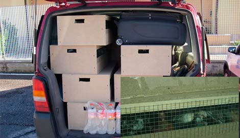 Sequestrati 264 colombi ubzeki, uccelli ornamentali, diretti dalla Germania in Libia