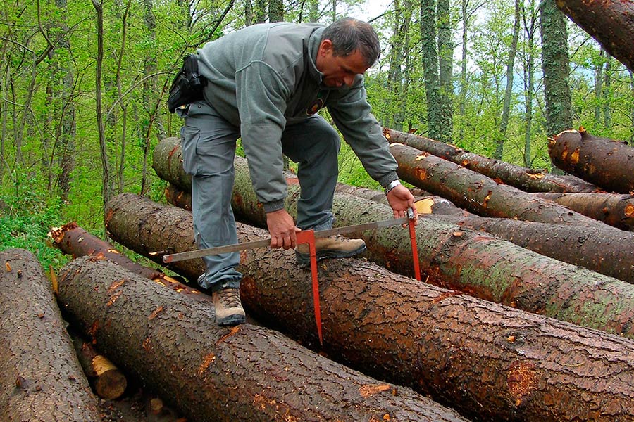 Proventi Forestali: il 2013 si conferma un anno positivo
