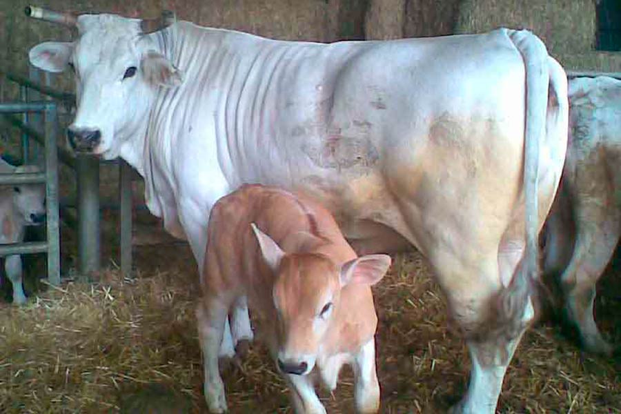 Mostra interprovinciale dei bovini di razza chianina