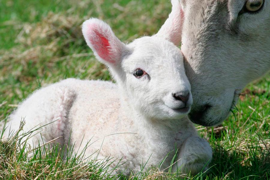 A pasqua si cambia menù. La campagna della LAV Arezzo che ci mette la faccia!
