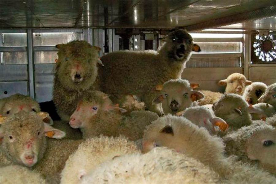 Effettuati dalla Forestale controlli sul trasporto, macellazione e vendita al dettaglio di agnelli