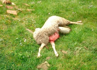 Pecore Lalli uccise dai lupi