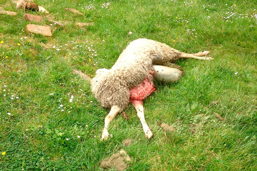 Lupi fanno nuova strage di pecore sono 70 quelle colpite in una settimana, la notte scorsa l’ultimo massacro