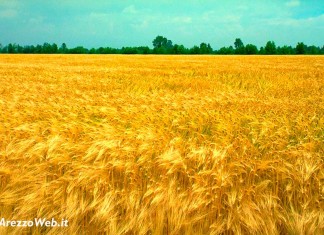 Agricoltura grano
