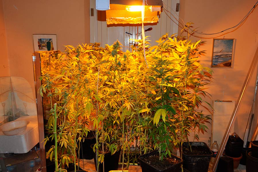 Una serra per coltivare marijuana allestita nel salotto di casa, arrestato 37enne