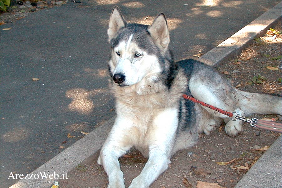 “Adotta un cane”, il progetto promosso dal Comune di Arezzo