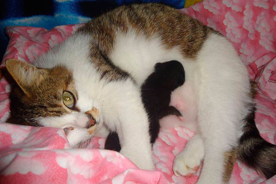 ‘Cerchiamo casa’: gattine in cerca di adozione