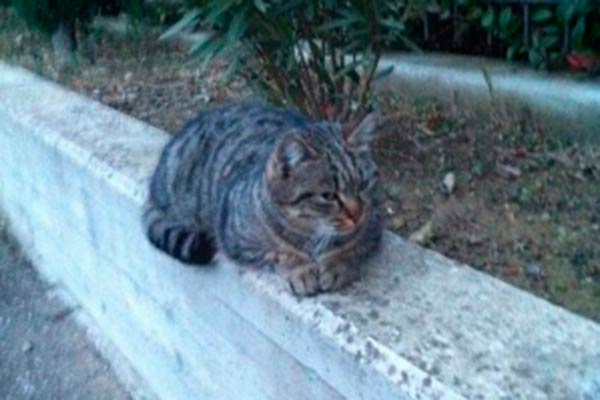 Scomparsa gattina tigrata in località il Pero, Rigutino