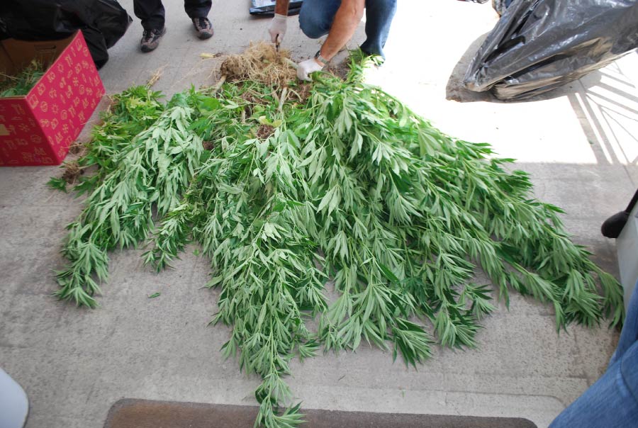 Coltivano marijuana nei pressi dello stadio, denunciati due giovani
