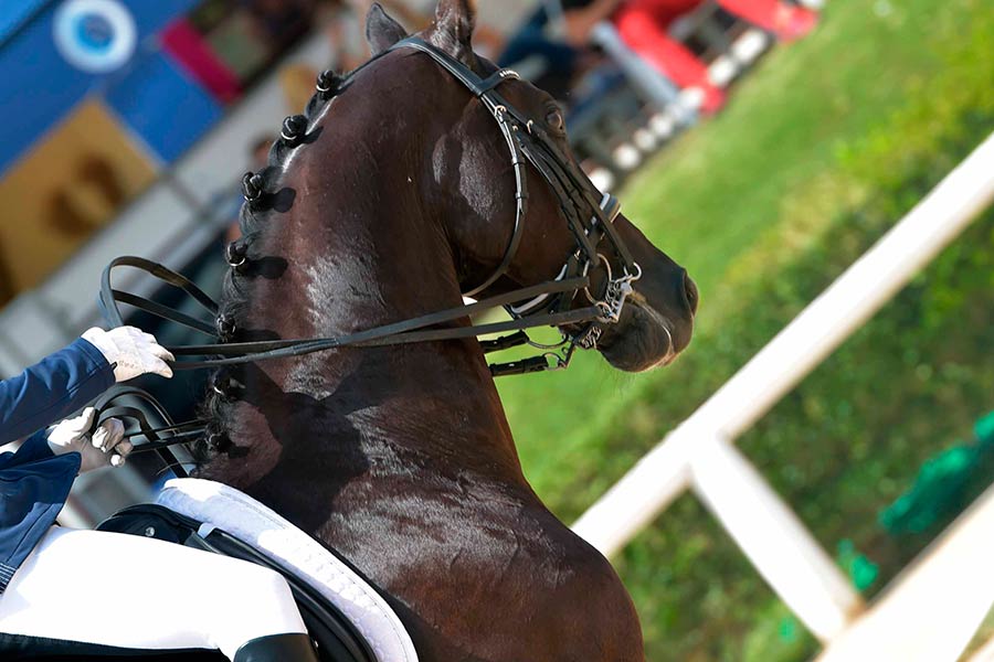 Equitazione: Campionati Europei di Dressage ad Arezzo