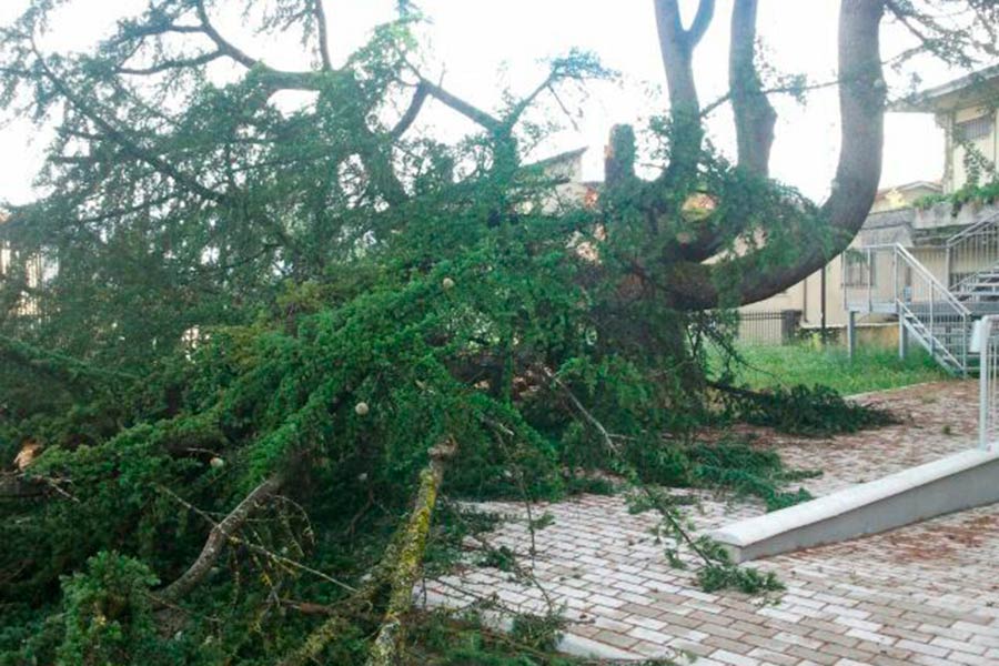 Caduta cedro alle scuole elementari: gestione di un evento imprevedibile