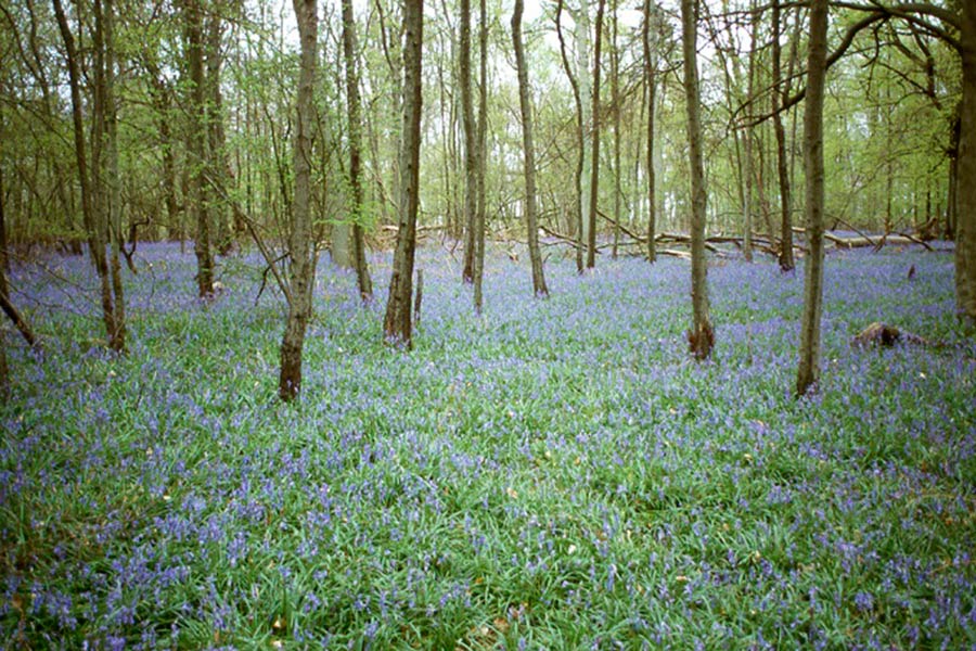 “BLUEBELLS” una mostra fotografica di Marius Mason