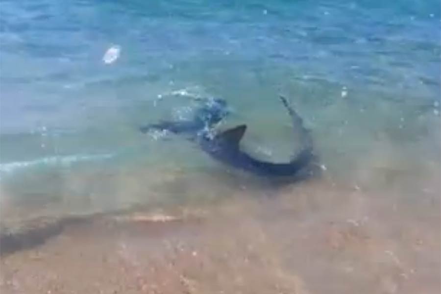 Sardegna, uno squalo si spinge fino alla riva e spaventa i bagnanti – VIDEO