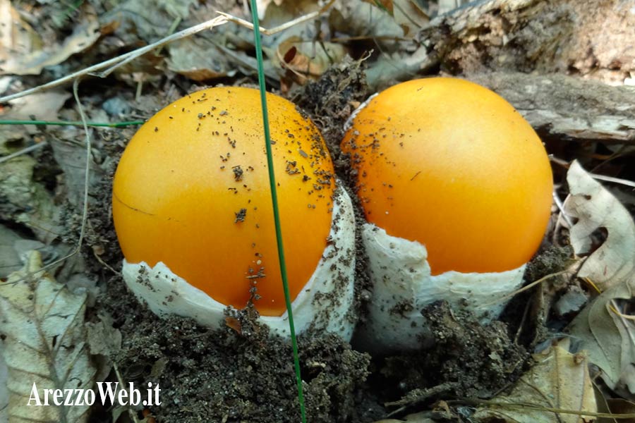 Mangiare i funghi in sicurezza si può: basta far controllare il prodotto ai micologi della Asl8