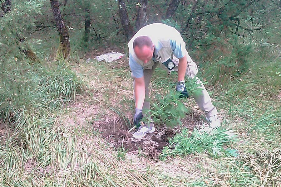 Denunciati dalla Forestale dì Pieve S. Stefano  due fidanzati che coltivavano canapa indiana in un bosco