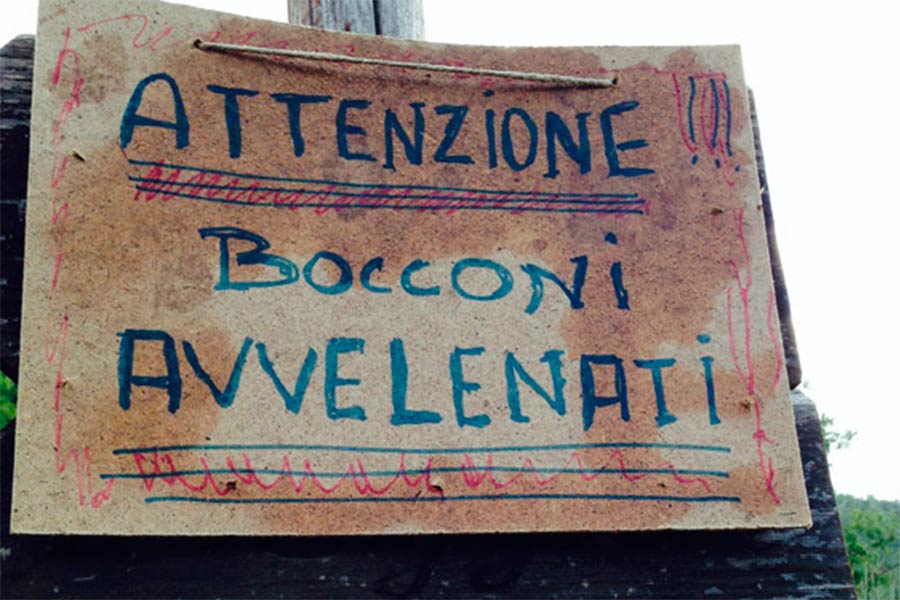 Cagnolina muore per bocconi avvelenati: individuati in via Umbria, via Genova e via Bologna
