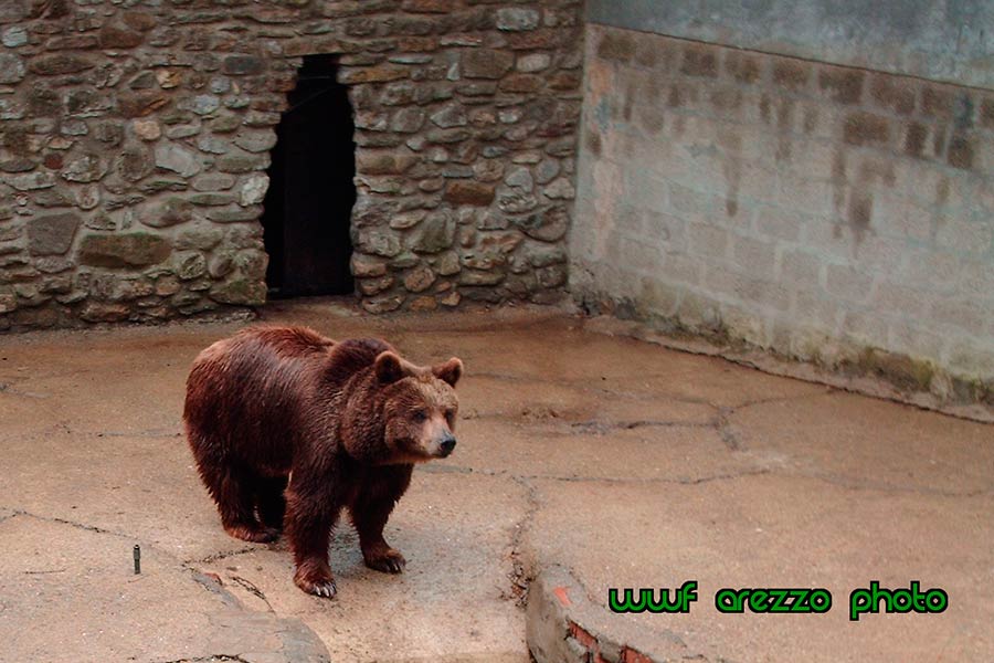 Zoo di Poppi: “rinviato a giudizio il proprietario e direttore per il reato di maltrattamento di animali”