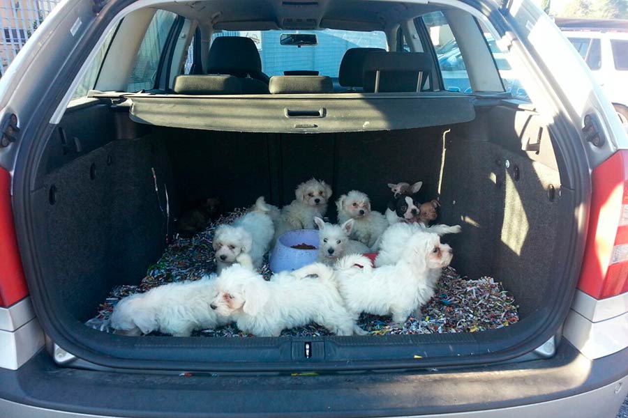 Trasportava nel bagagliaio 14 cuccioli di cani senza cibo ne acqua e privi di chip, e la Polizia li pone sotto sequestro