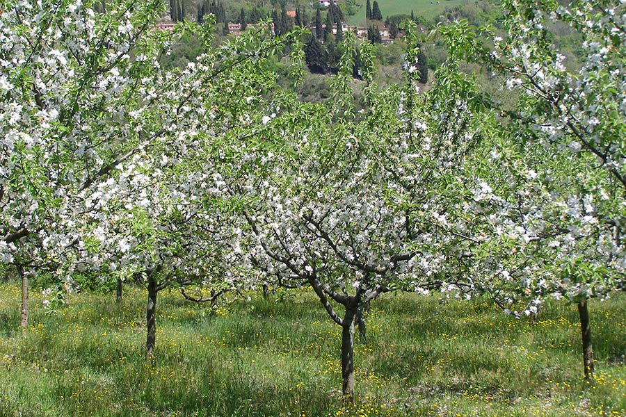 Mostra pomologica della frutta casentinese