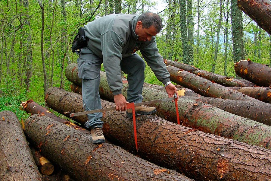 Andamento positivo della gestione del patrimonio agricolo forestale regionale