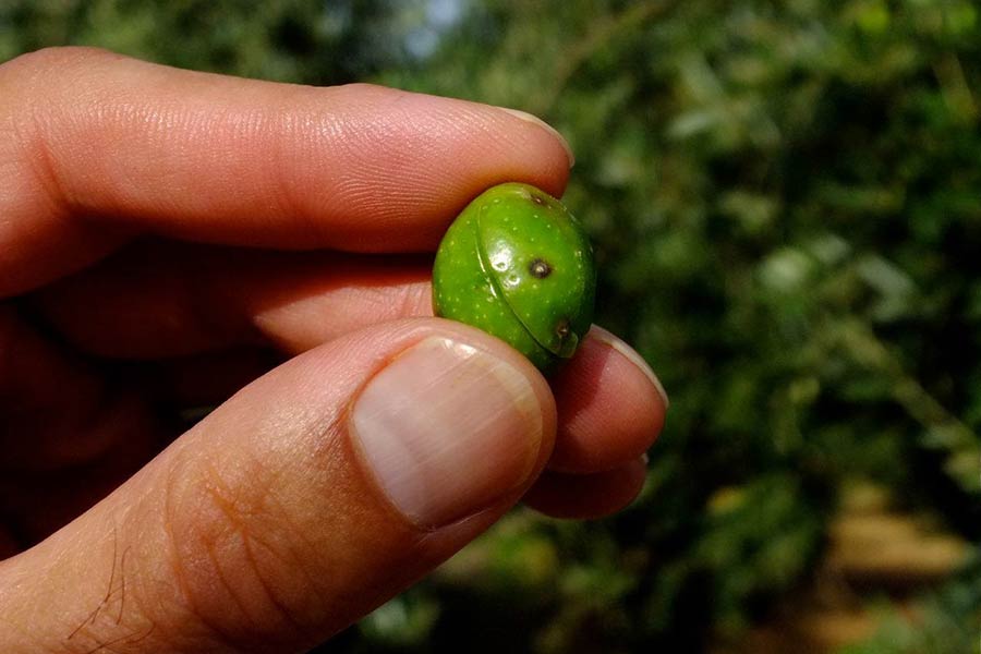 Castiglion Fiorentino: nuovo bollettino sulla mosca dell’olivo