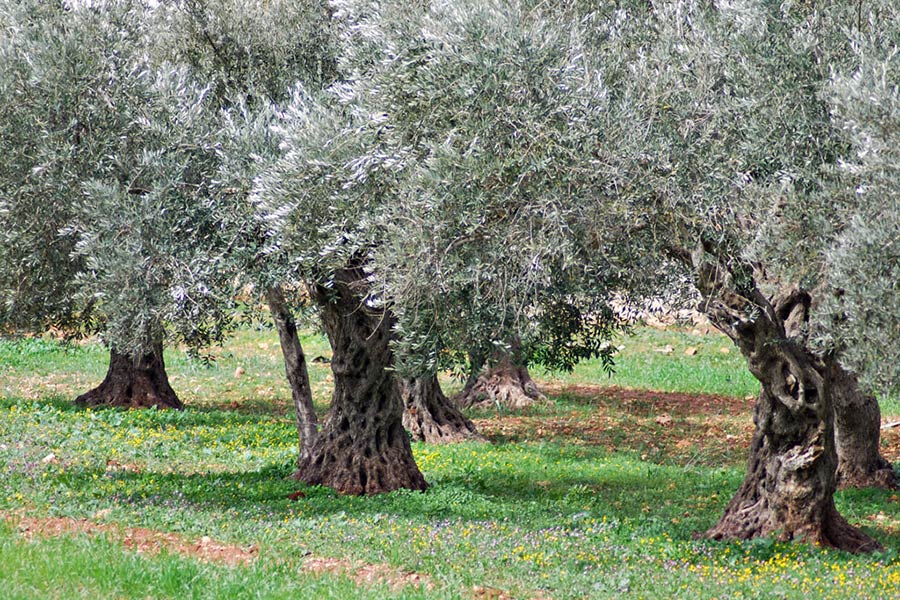 Arezzo: basse temperature, Confagricoltura “Rischio danni ingenti agli ulivi”