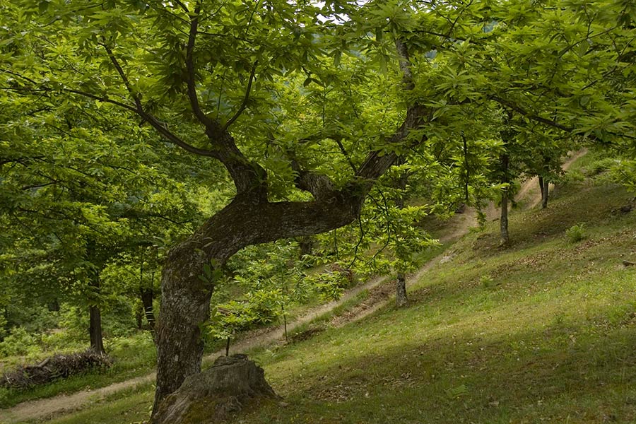 A Subbiano arriva la mostra mercato dei prodotti del bosco e sottobosco il 9 novembre.