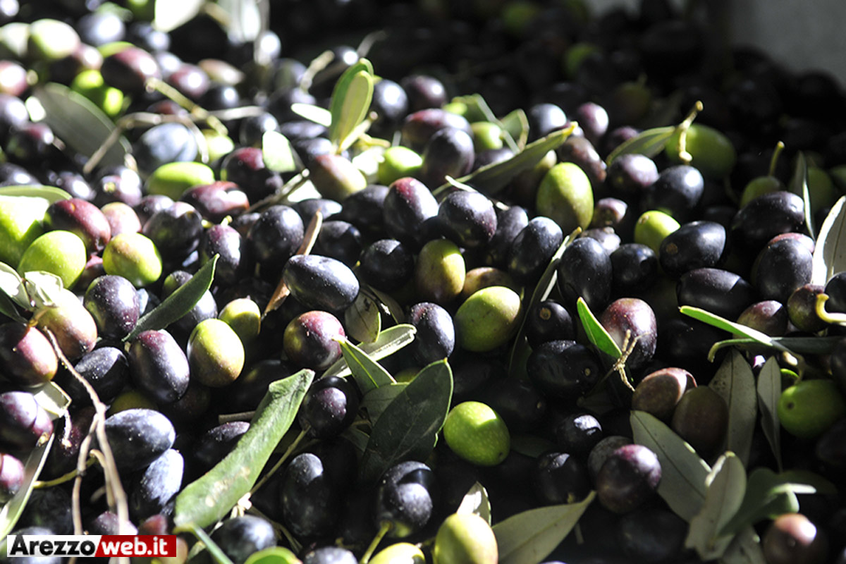 Raccolta delle olive, consigli