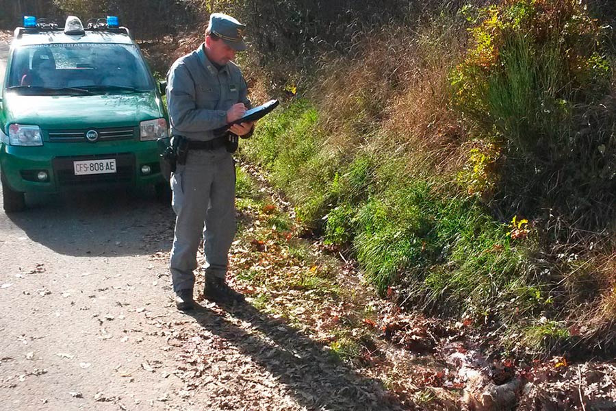 Parco Nazionale delle Foreste Casentinesi. Rinvenuta una carcassa di lupo in vallesanta