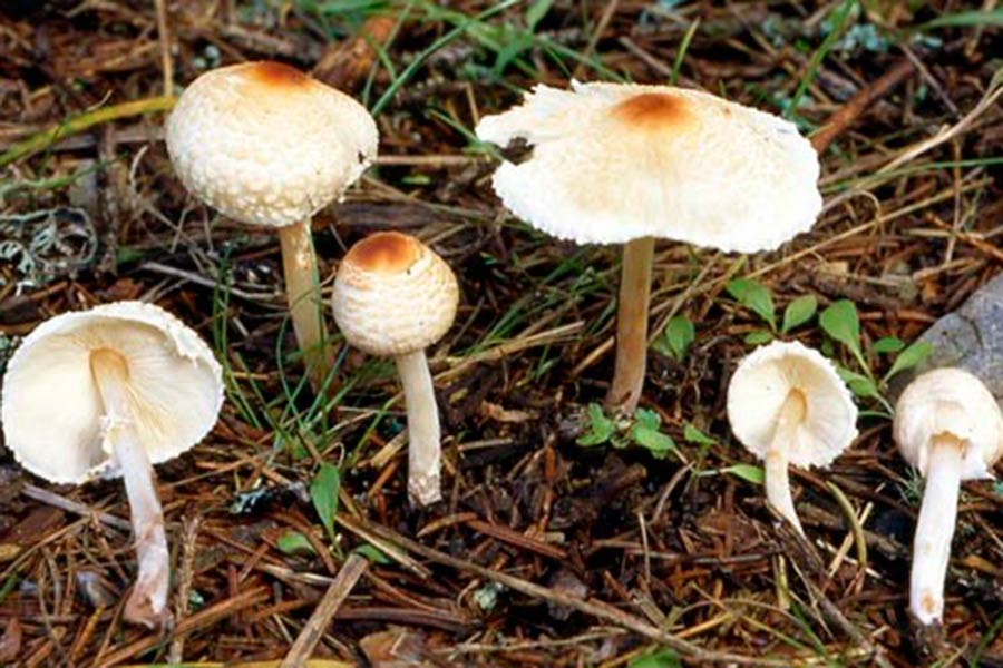 Funghi, nonna e nipote intossicate: i micologi accertano essersi trattato di Lepiota cristata e Lepiota brunneoincarnata e non Amanita phalloides