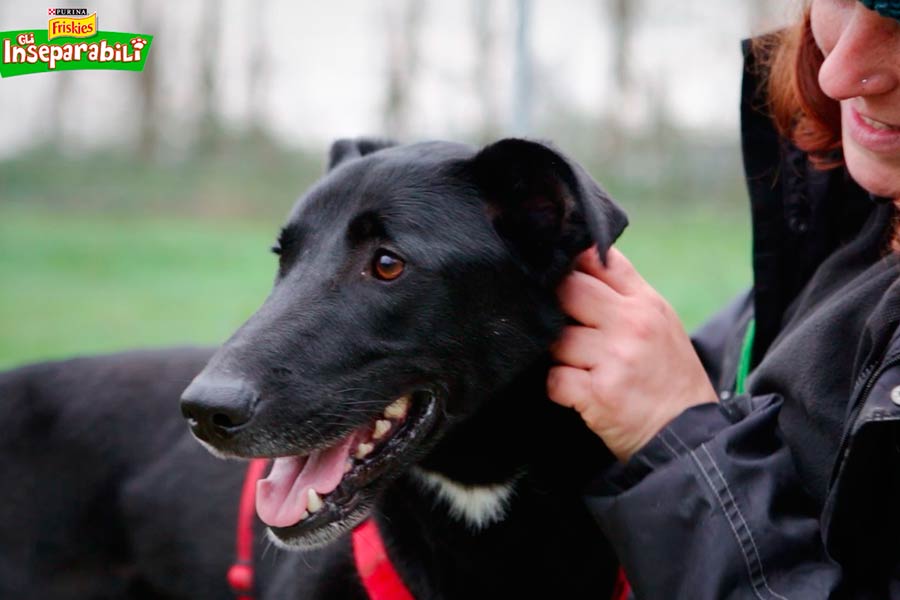 Domenica la “Giornata degli animali Enpa”
