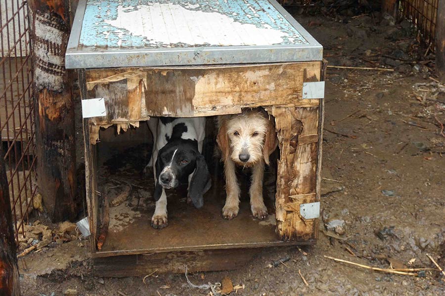 Il Corpo Forestale interviene ad Anghiari in soccorso di animali  denunciato un aretino