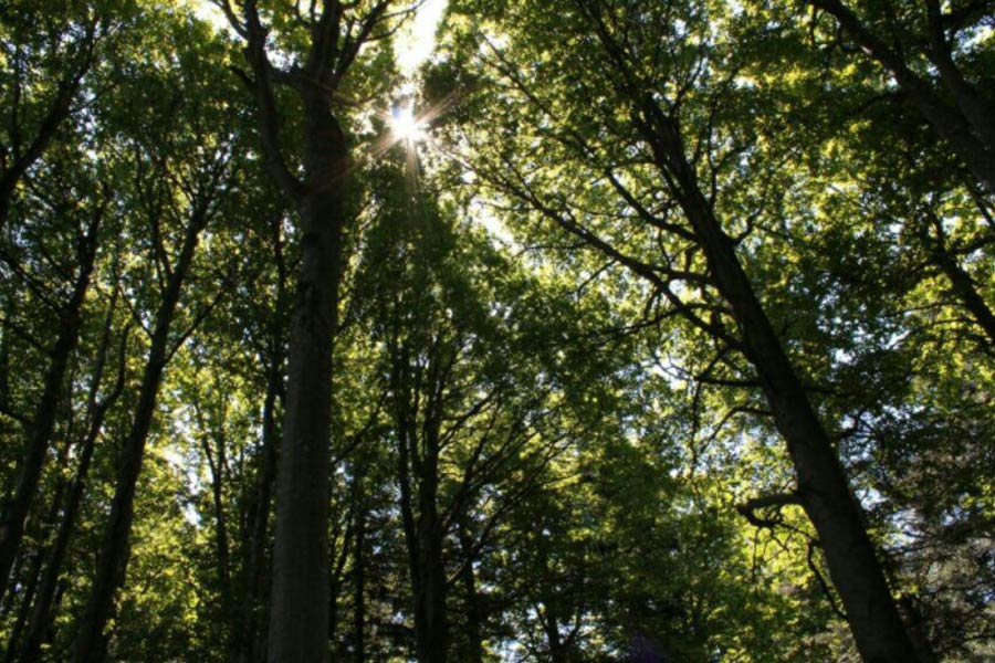 Il primo secolo di Fabio Clauser, “padre” della riserva integrale di Sasso Fratino, nel parco nazionale delle Foreste casentinesi