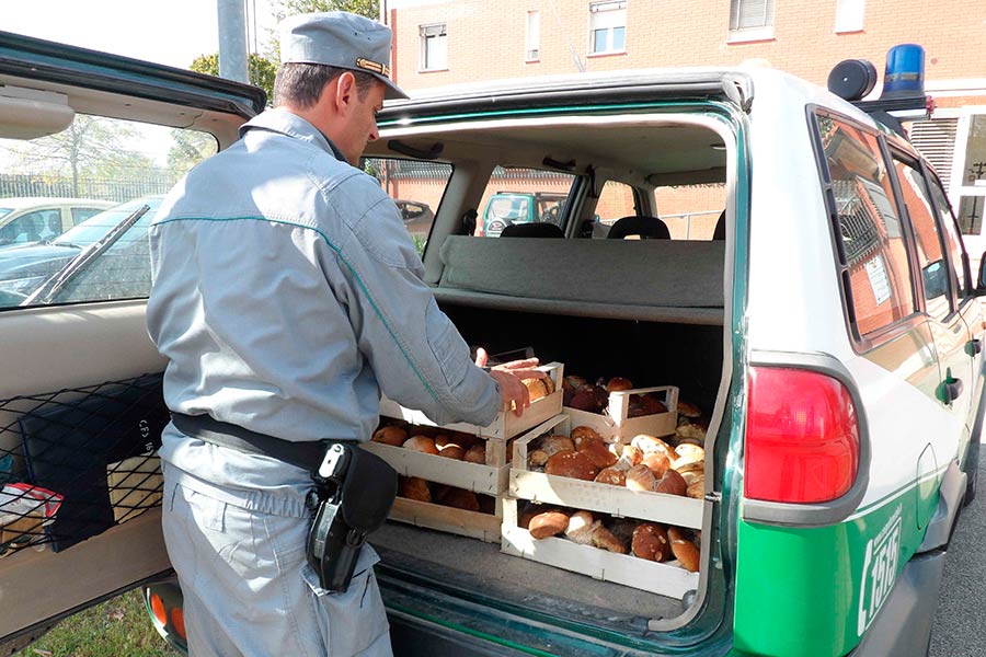 La Forestale sequestra 32 chilogrammi di funghi ad un venditore abusivo