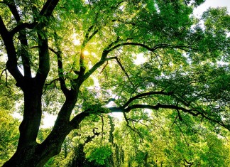 albero