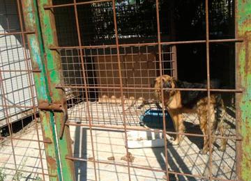 Polizia Municipale, denuncia 30enne per maltrattamento animali