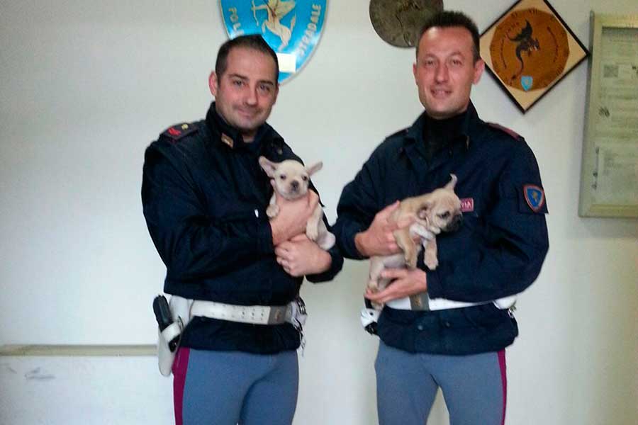 La Polizia blocca trafficante di cuccioli