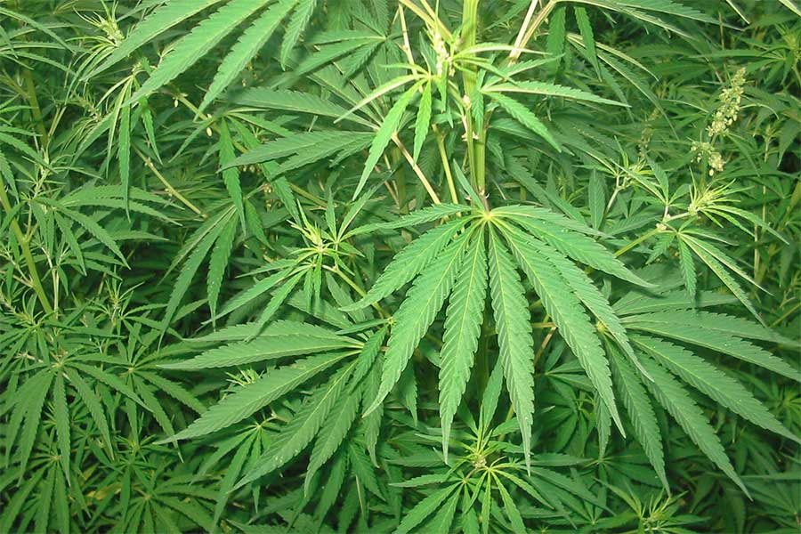 Sushi e fiori di marijuana: sorprendente (e libero) Lesotho