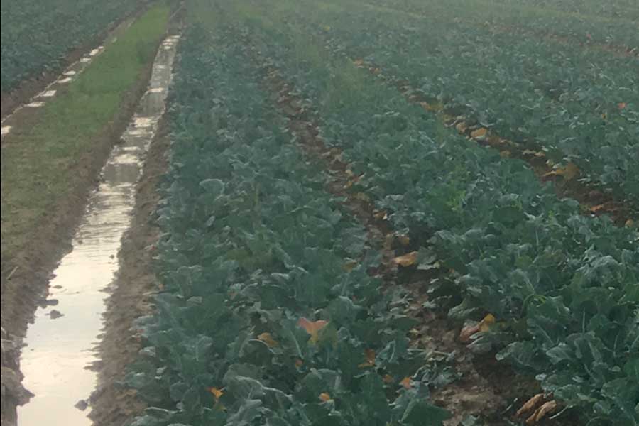 Bombe d’acqua e grandine:  agricoltura aretina in ginocchio