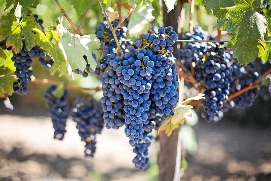 Vendemmia 2021: a Castiglion Fiorentino meno produzione ma alta qualità