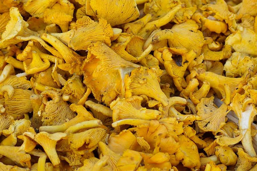 Funghi, padre e figlio intossicati: i micologi accertano essersi trattato di Omphalotus olearius
