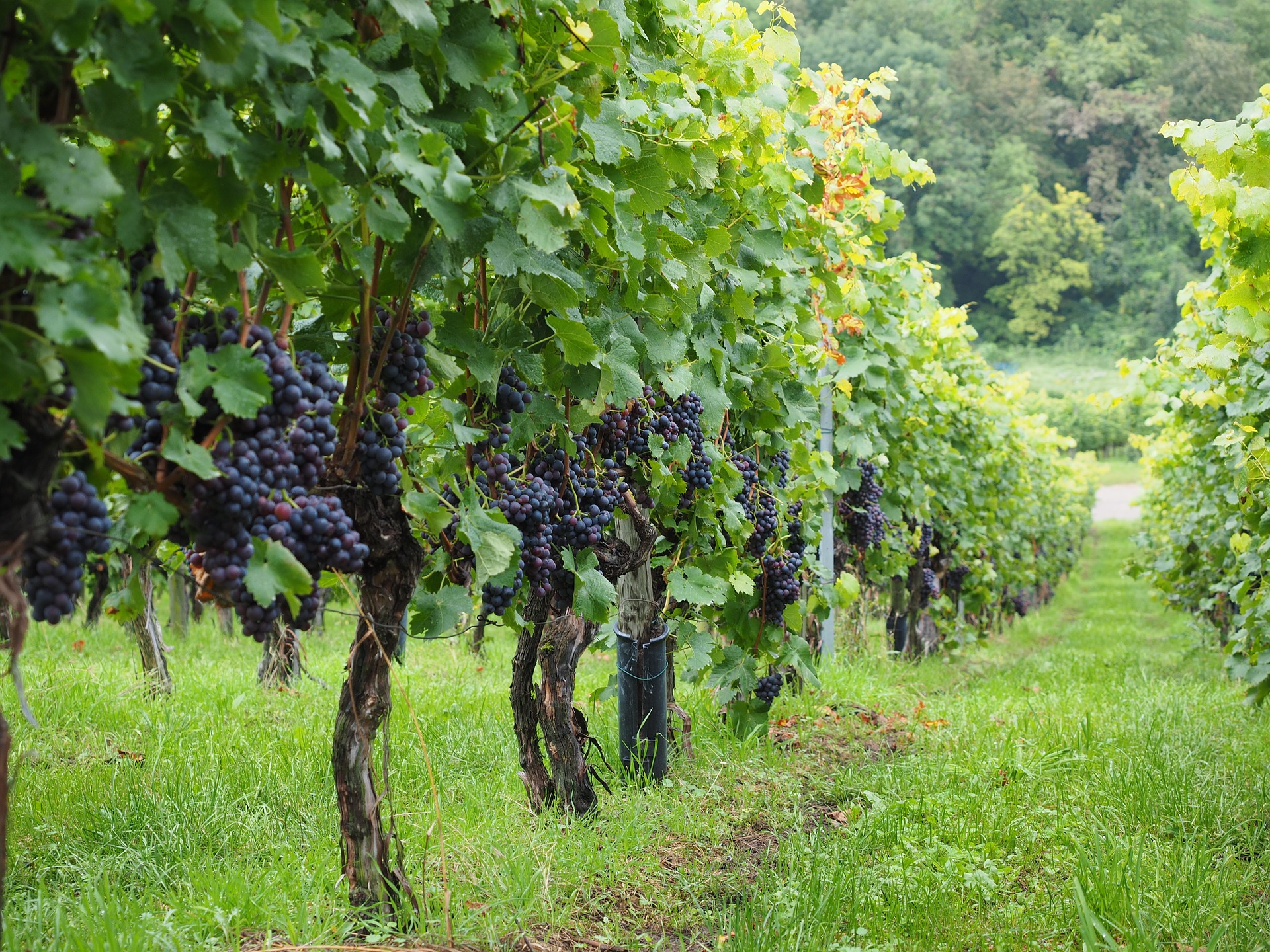 Testo unificato sul vino, Donati: «Maggiore protezione per il Made in Italy e il Made in Tuscany»