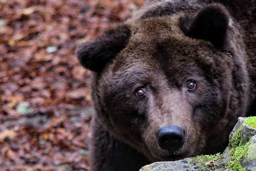 Addio a Bruno, l’orso storico del Parco di Cavriglia