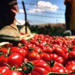 Corleone – pomodori