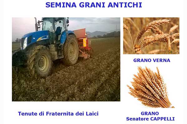 Semina Grani antichi nelle tenute della Fraternita dei Laici Semina Grani antichi nelle tenute della Fraternita dei Laici