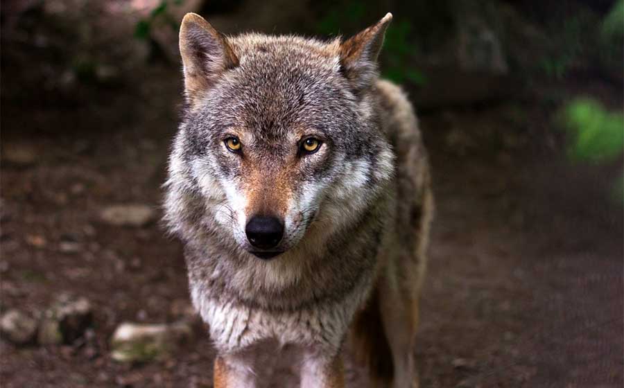 Attacchi da lupi, la Regione risarcisce gli allevatori. Avanti con la cattura degli ibridi