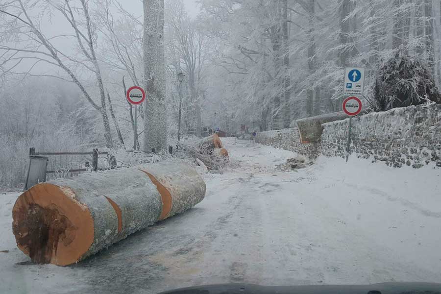 La Verna, il vento abbatte un faggio secolare
