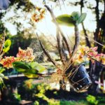 pakse_simone_piccini_04