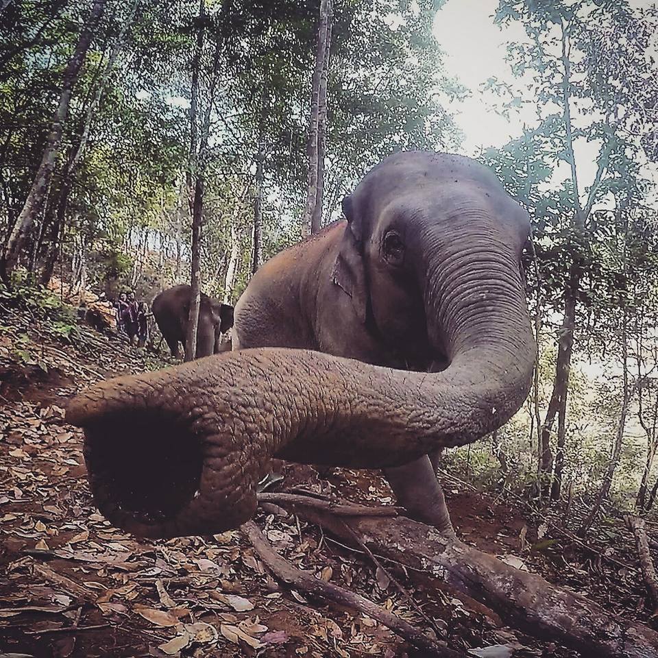 Simone Piccini - Chiang Mai