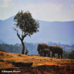 simone_piccini_127
